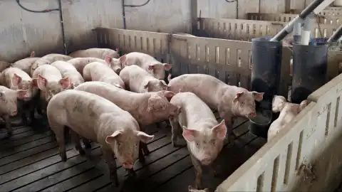 El Regreso de la Peste Porcina Africana en Catalunya: Claves y Medidas de Contención