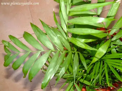 Palmito Chamaedorea elegans: la planta ideal para purificar el aire interior