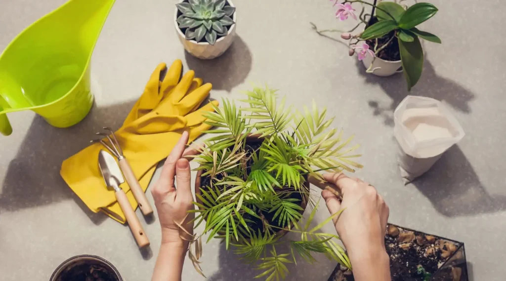 Palmito Chamaedorea elegans: la planta ideal para purificar el aire interior