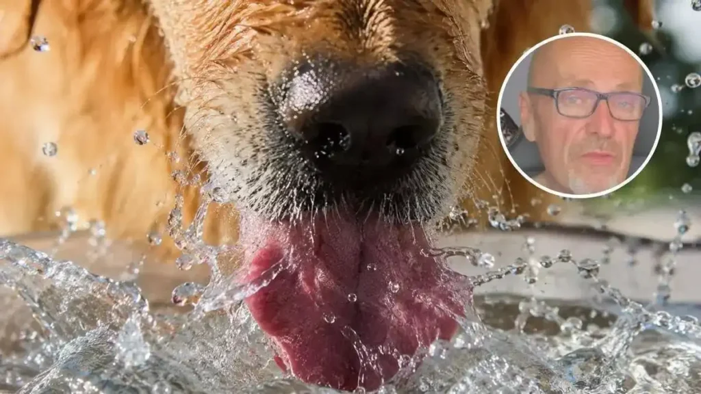 Torsión gástrica en perros: síntomas, prevención y urgencia veterinaria